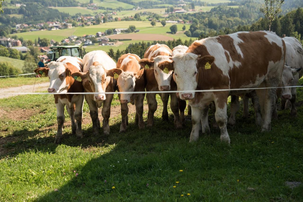 Ferienhaus Reisinger Promschhof Semriach Eksteriør billede